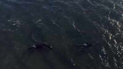 ''Only those taught by an elder
master this art:'' - Secrets of the Whales