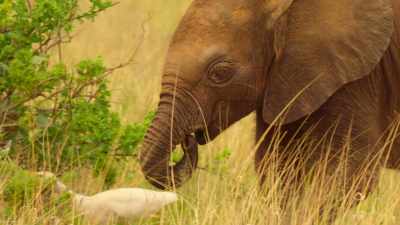 Only time will tell
if this harrowing experience - Wild Babies