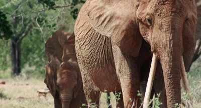 Only time will tell whether Athena's
decision to delay was the right one. - The Elephant Queen