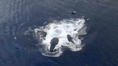 "Only today, they have a dedicated
fan trying to track them down." - Secrets of the Whales