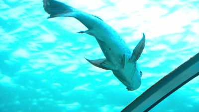 - Ooh. [chuckles]
- ...which doesn't look like a sardine to me. - The Reluctant Traveler with Eugene Levy