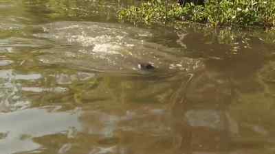 Ooh, he's playing. - Swamp People