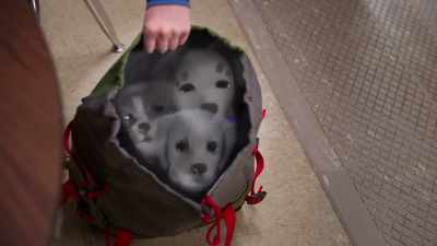 -Ooh! Ow, ow, watch it!
-The pups! - Phantom Pups