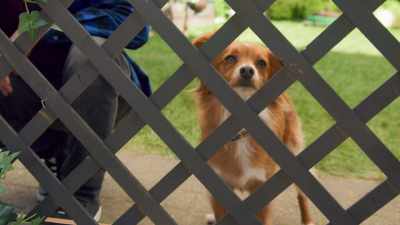 Ooh. Sneaking into a yard
isn't exactly Breaking Bad. - The Healing Powers of Dude