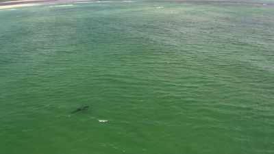 Op een ogenblikkelijke
schaal observeren. - Return of the White Shark