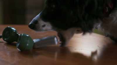 Open it and eat one
now. Each of you. - Cats & Dogs 3: Paws Unite