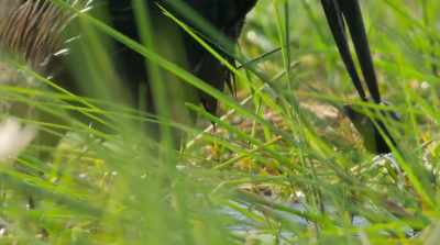Openbill storks
have snail-plucking down to a science. - Surviving Paradise: A Family Tale
