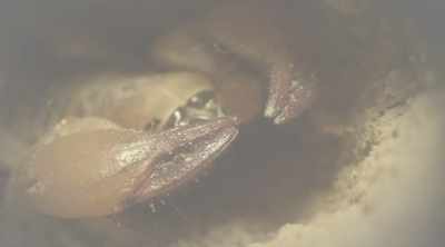 Opisthacanthus,
the bark scorpion. - Kings of Pain