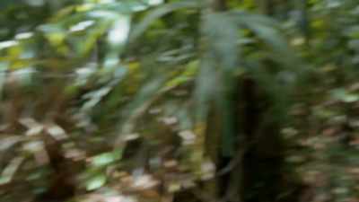 Oppressive heat,
dense vegetation - Lost Treasures of the Maya
