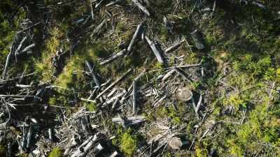 Or creating areas
where it prevents - Secrets of the Sasquatch