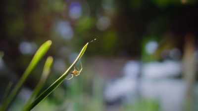 Or disappear in plain sight... - The Secret Lives of Animals