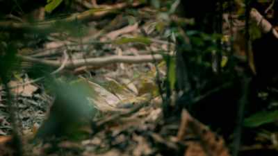 OR IS IT ANOTHER PREDATOR CLOSER
TO BORNEO'S MYTHICAL DRAGONS? - Expedition Mungo