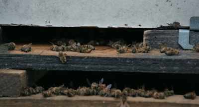 Or is it just,
"Well, my bees are out, - The Pollinators