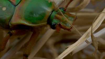 Or is it only a subtle
robot made of organic matter? - Cosmos: Possible Worlds