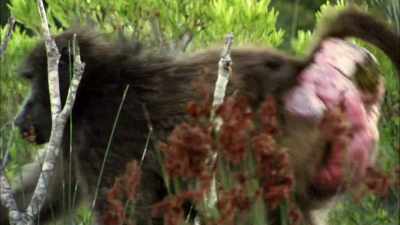 Or just watch this guy
pull something out of his ear - When Nature Calls with Helen Mirren