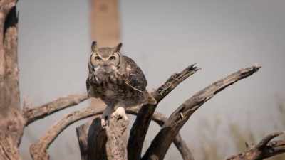 Or lets this natural born killer
hunt right beside you? - United States of Animals