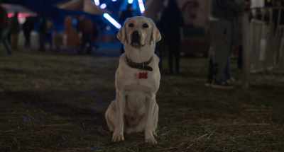 Or maybe it was because - Strays
