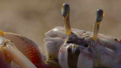 Or maybe
it's because there are 5,000 other males, - The Secret Lives of Animals
