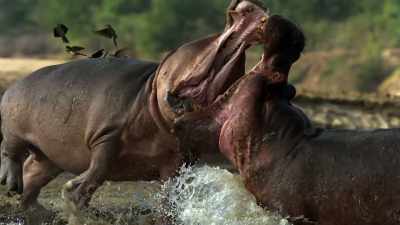 Or one of you can swim forward - When Nature Calls with Helen Mirren