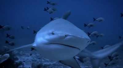 Or perhaps a bull shark, - Shark Attack Files