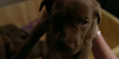 Or should I say,
Smart n Bossy. - Koko: A Red Dog Story