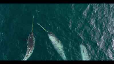 Or if these are the only ones
who have learned - Our Oceans