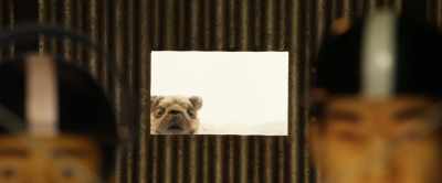 Oracle saw the plan
in her visions. - Isle of Dogs