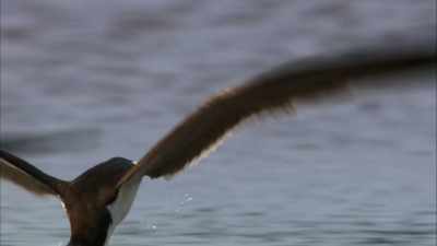 [ Orangutan grunting ] - When Nature Calls with Helen Mirren