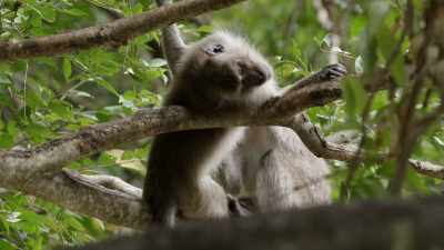 [ Orangutan grunting ] - When Nature Calls with Helen Mirren