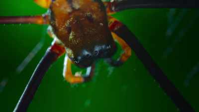 Orb weavers have poor vision, - The Secret Lives of Animals