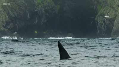 Orca - killer whales. - Wild Isles