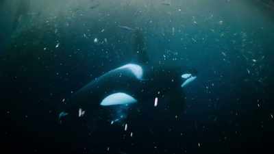 (ORCA SCREECHES) - Welcome to Earth