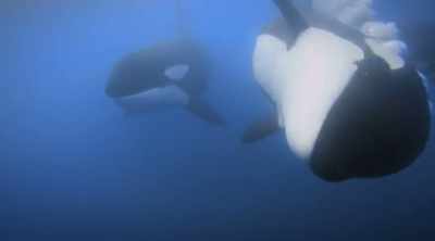 Orcas are known to be
highly intelligent, - Shark Attack Files