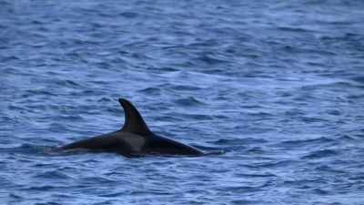 "Orcas hunt beluga whales..." - Secrets of the Whales