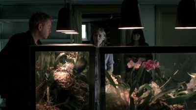 Orchids. We specialise. - Wallander