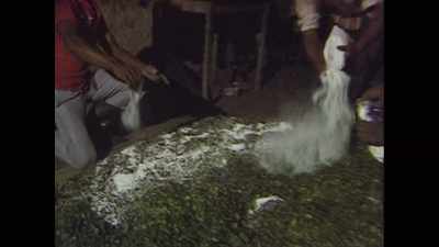 Ordinary household salt is
sprinkled on the leaves to react - Ross Kemp: Mafia and Britain