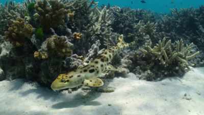 Orice stres suplimentar
poate fi o mare problemă. - Baby Sharks