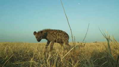 OSTRICH CALLS - Serengeti