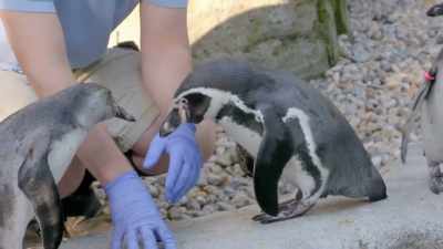 Oswald loves you. - Secrets of the Zoo