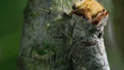 Other animals use mimicry to hide. - Attenborough's Life in Colour