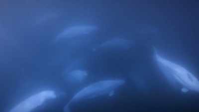 "Other beluga clans
have different rituals," - Secrets of the Whales