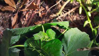 Other, different vines
are lying in wait. - The Green Planet