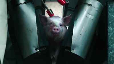 Other examples, electrical stunning, - Pignorant