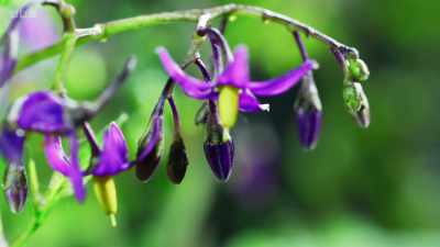 Other flowers, like bittersweet,
offer a different reward - - Wild Isles