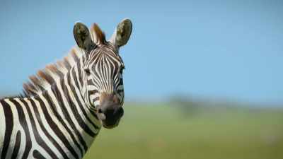Other grazers have softer,
gently varied colouration, - Attenborough's Life in Colour