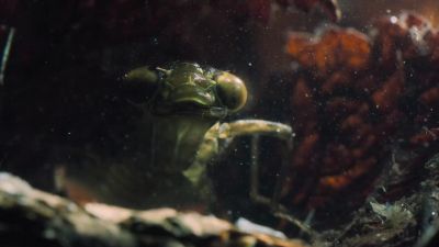 Other hunters down here seem better equipped. - Tiny World