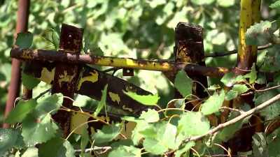 Other wild creatures - Chernobyl: The Invisible Enemy
