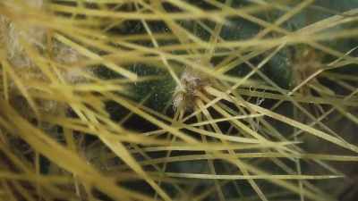 Others are needle-like barbs - The Green Planet