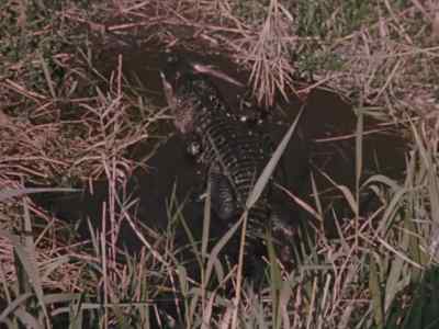 Others join the feast.
Gators of all sizes. - Prowlers of the Everglades