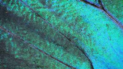 Others reflect light to produce
a shimmering iridescence, - Attenborough's Life in Colour